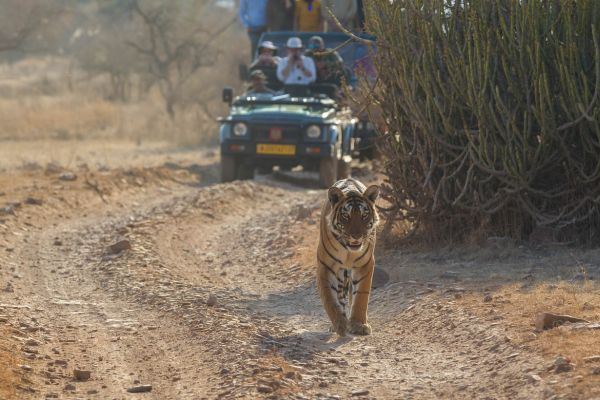 Ranthambore National Park wildlife safari view