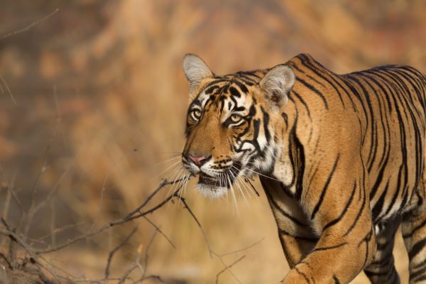 Tiger safari in Ranthambore National Park