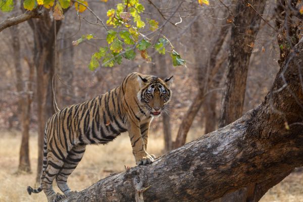 Wildlife photography in Ranthambore